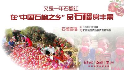 石榴直播 | 又是一年石榴红！在“中国石榴之乡”品石榴赏丰景