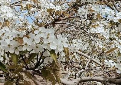 “醉美梨花节·畅游克孜勒”——阿克苏地区第六届乡村文化体育旅游节系列活动之温宿县第五届乡村文化体育旅游节暨兵地共融系列活动