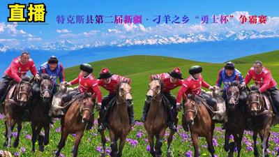 特克斯县第二届新疆·刁羊之乡“勇士杯”争霸赛直播