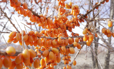 2024新疆网络文化节 | 走进新疆华创沙棘生物科技有限公司 “百企直播”第四十二场