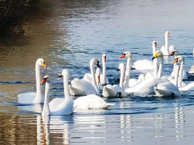 美丽伊犁·英塔木的天鹅来了